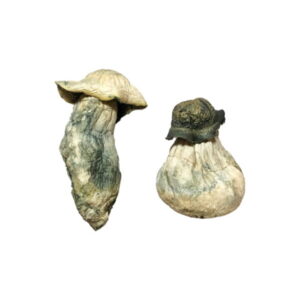 Buy Albino Penis Envy Magic Mushrooms strain Online from a legal magic mushrooms online store in Ann Arbor  shipping worldwide  Albino Penis Envy (APE) Magic Mushrooms (Psilocybe Cubensis, Albino Penis Envy), is one of the strongest and rarest magic mushrooms.