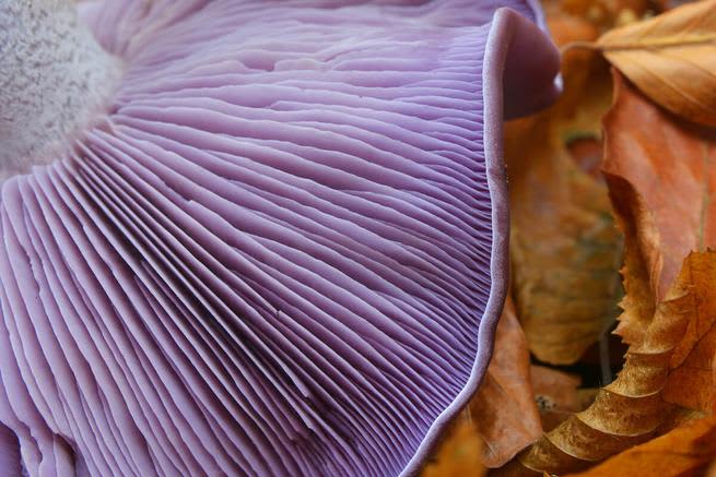Close up shot of a blewit mushroom