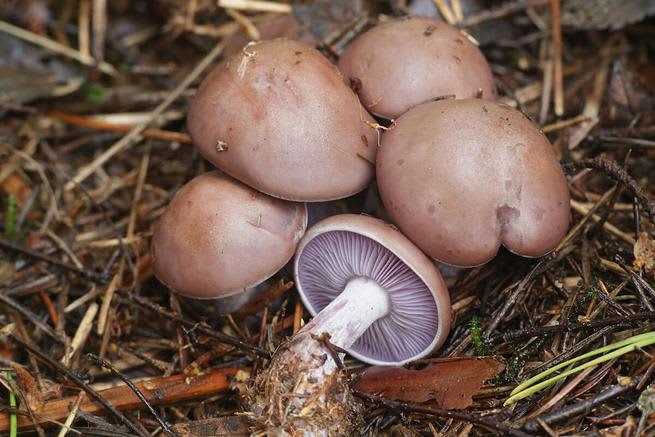 5 blewit mushrooms