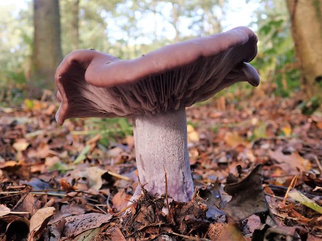 Blewit mushroom